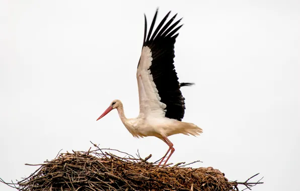 Picture bird, socket, stork