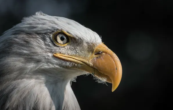 Nature, bird, eagle