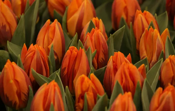 Picture orange, bouquet, tulips, buds, striped, a lot
