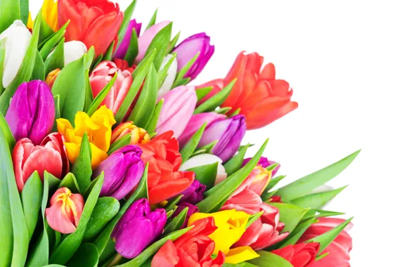 Picture colorful, tulips, flowers, tulips