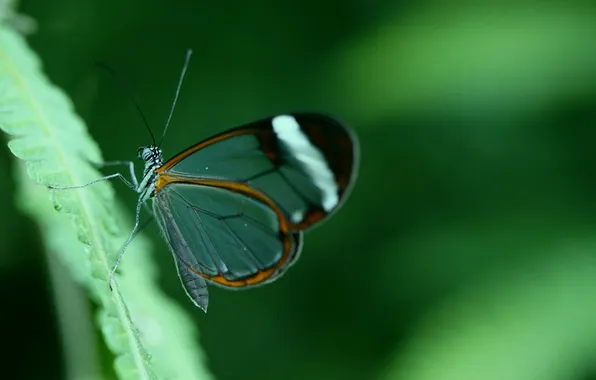 Sheet, microsemi, wings, Butterfly, insect, beautiful, closeup
