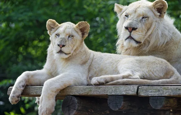 Cats, pair, cub, lion, white lion, ©Tambako The Jaguar