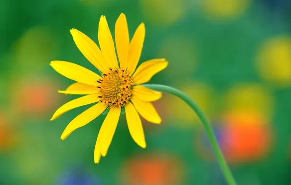 Flowers, nature, plant, petals, stem