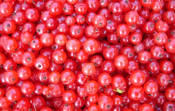 Berries, food, red currant