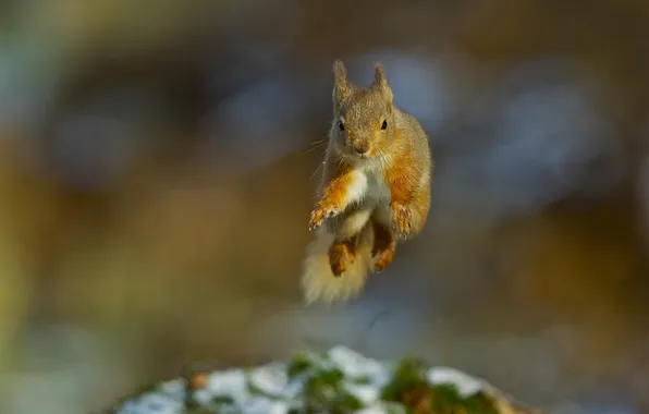 Look, light, jump, legs, protein, muzzle, red, bokeh