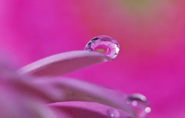 Flower, water, reflection, drop, petals