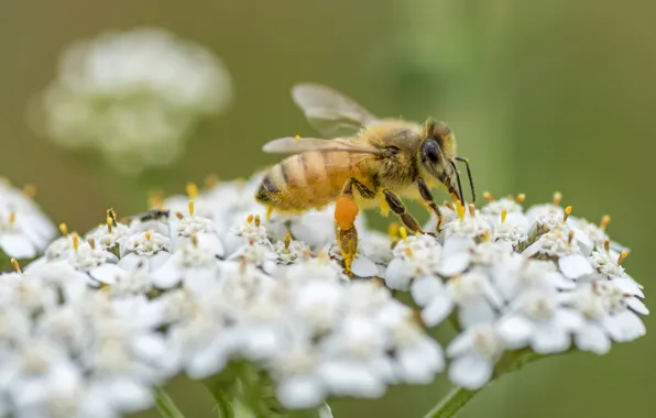 Flowers, bee, Fleur Walton
