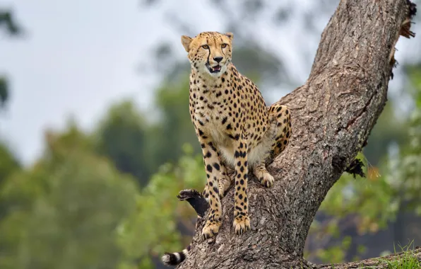 Trees, nature, Cheetah