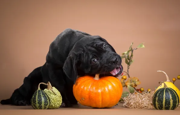 Picture black, puppy, pumpkin, nibbles, naughty, cane Corso