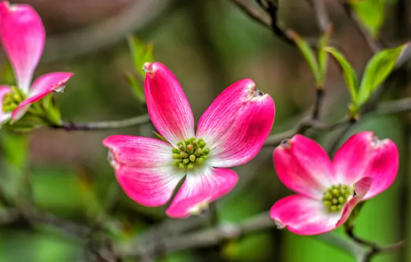 Macro, branches, petals, flowers, dogwood