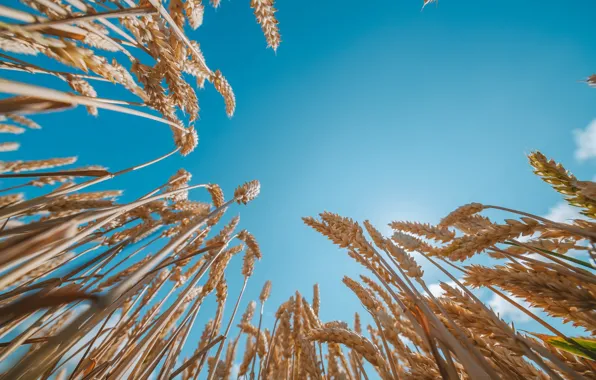 Summer, the sky, ears