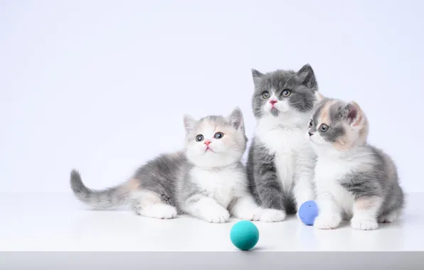 Look, cats, pose, kitty, kittens, light background, cute, faces