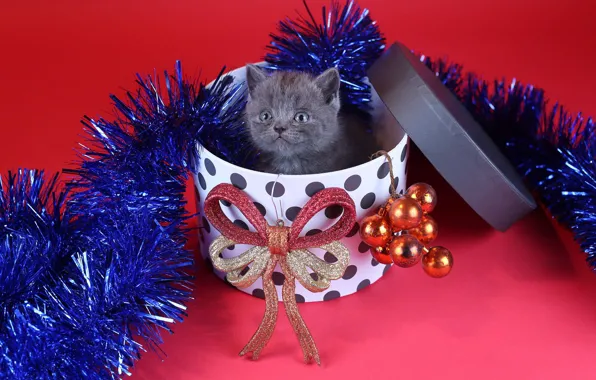 Cat, look, balls, decoration, kitty, grey, holiday, box