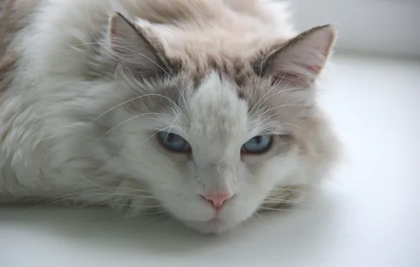 White, cat, mustache, fluffy, blue eyes, white cat