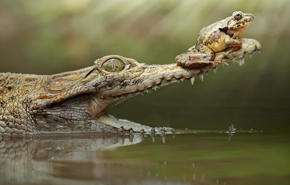 Picture frog, crocodile, mouth