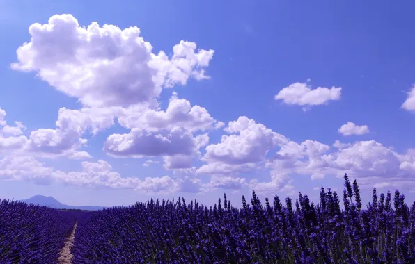 Picture the sky, clouds, path, lavender, lavender field