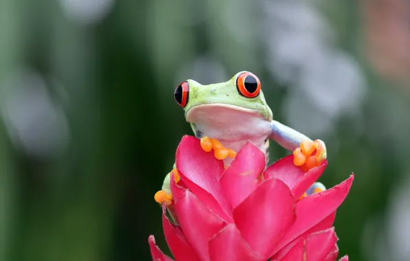 Flower, look, pose, frog, green, wood, red-eyed tree frog