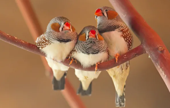 Bird, branch, beak, parrot, trio