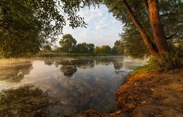 Picture trees, landscape, nature, reflection, pond