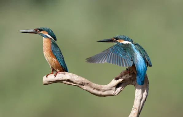 Picture birds, background, branch, Kingfisher, Alcedo