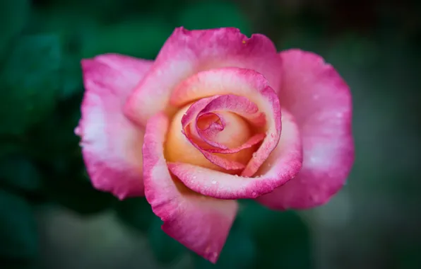 Macro, background, roses, petals, pink, buds