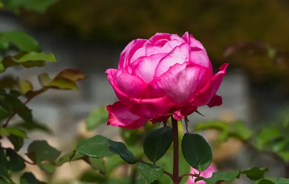 Picture leaves, flowers, background, roses, garden, pink, buds