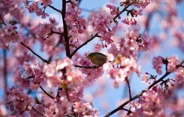 Picture trees, Sakura, bird, flowering