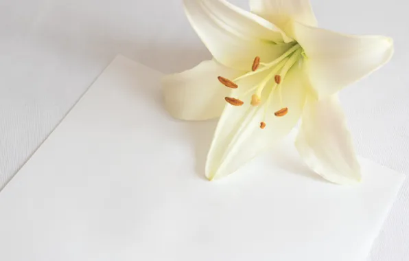 Flower, paper, background, Lily