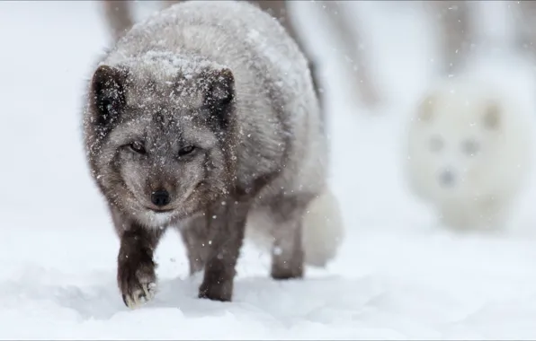 Winter, snow, two, winter, snow, two, artic fox, foxes