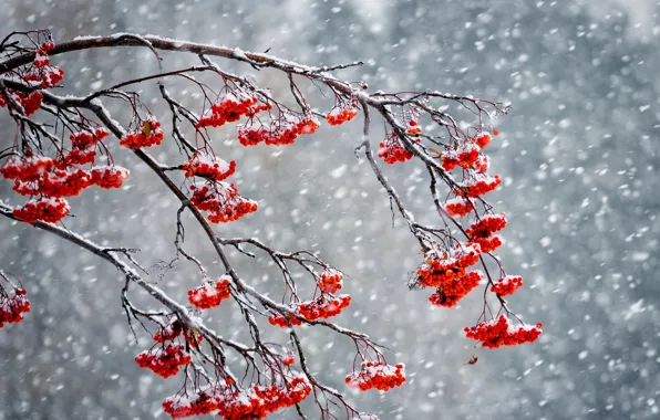 Winter, snow, berries, Rowan