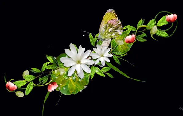 Flowers, butterfly, black background