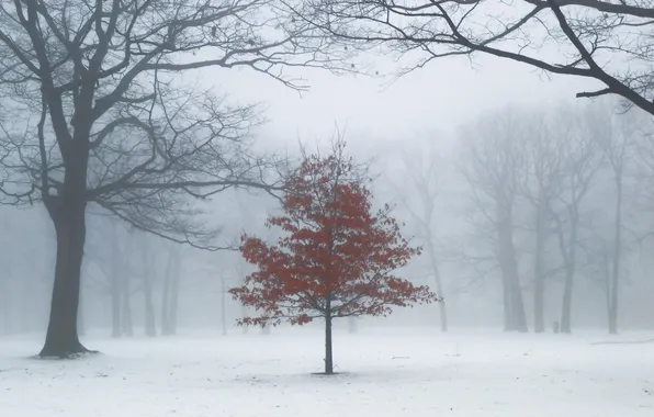Trees, fog, Park