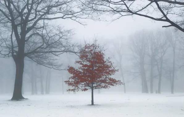 Picture trees, fog, Park