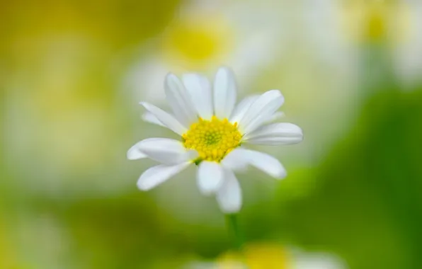 Picture macro, nature, petals, Daisy