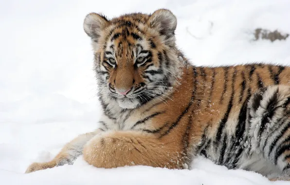 Cat, snow, tiger, cub, tiger, Amur