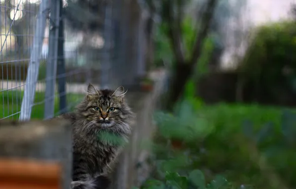 Picture cat, grey, the fence, blur