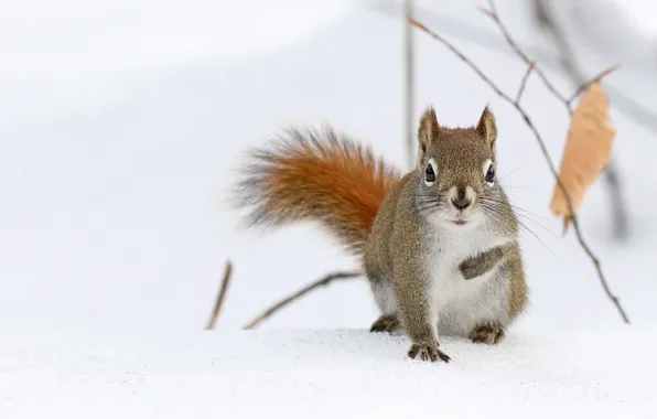 Winter, snow, pose, grey, protein