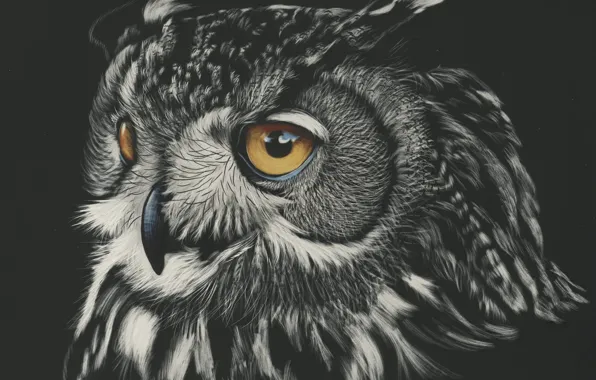 The dark background, owl, by shonechacko