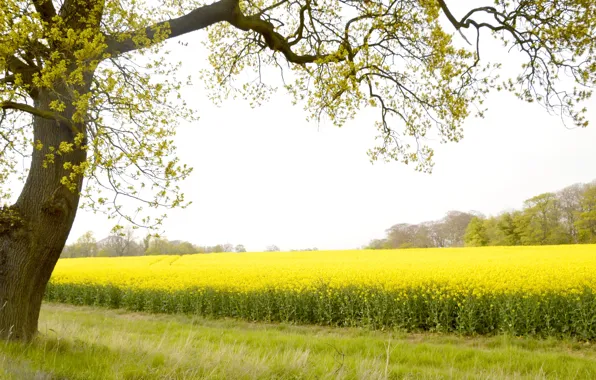Field, flowers, tree, spring, yellow, meadow, rape, rapeseed field