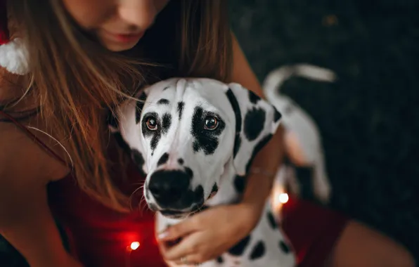Look, girl, dog, Dalmatians