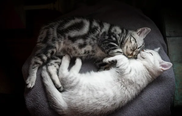Cat, cat, cats, comfort, kitty, grey, background, stay