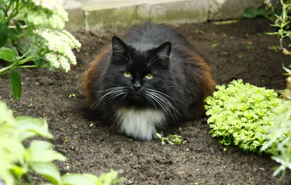 Cat, look, the garden, in the village