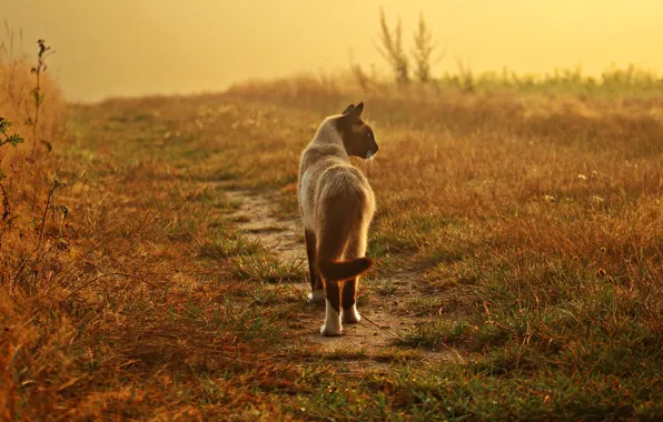 Field, cat, grass, cat, look, pose, background, mood
