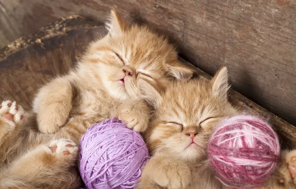 Sleep, kittens, red, thread, balls, twins, sleeping