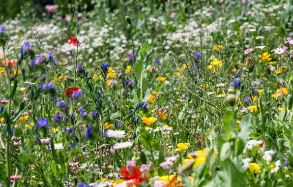 Picture field, summer, grass, flowers, meadow