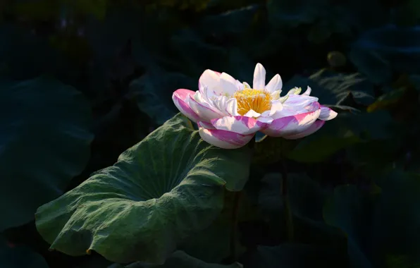 Picture leaves, stem, Lotus, pink, black background