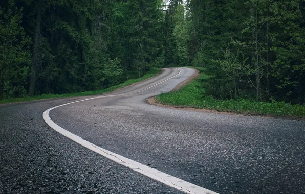 Road, forest, trees, landscape, nature, plants, forest, road