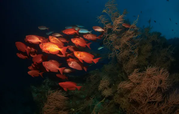 Picture water, fish, algae, under water