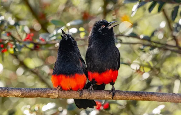 Picture branches, berries, bird, foliage, bright, two, pair, a couple