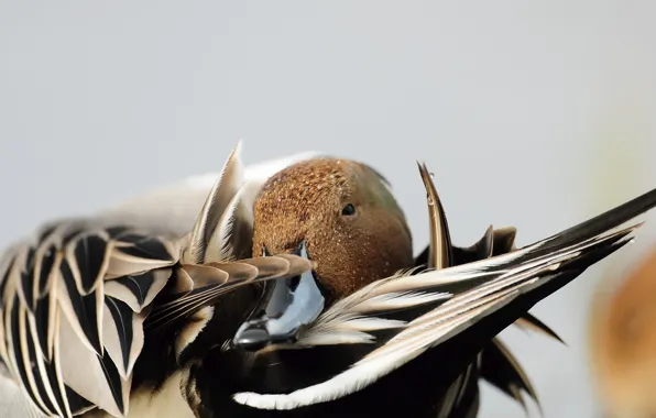 Nature, bird, duck